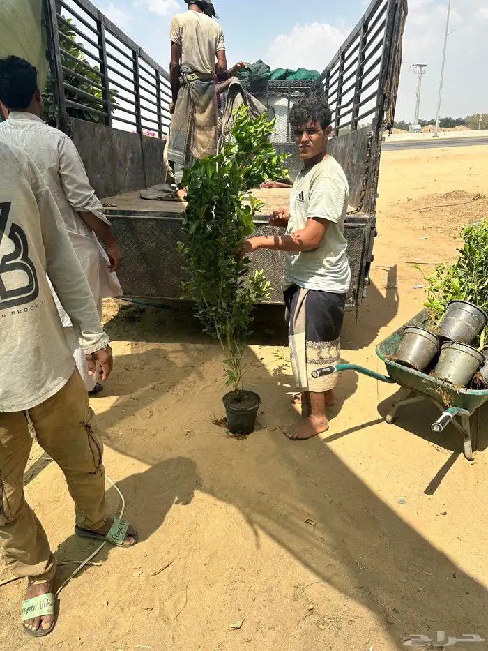 شتلات مانجو وتين رمان 3