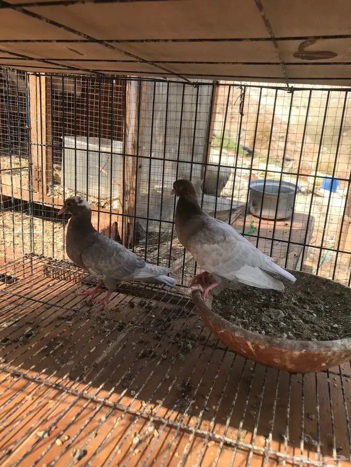 صنعاني اصيل شيبه 2