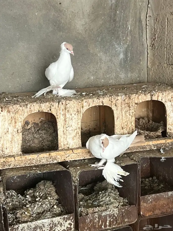 زوجين بالوني اصفر 1