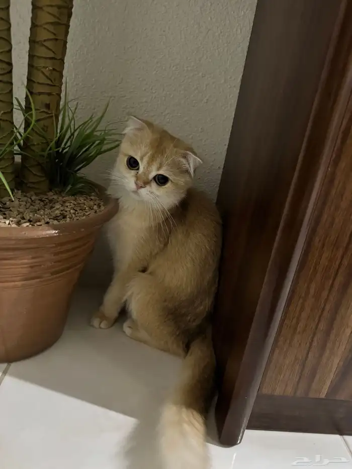 قطة وقط سكوتش 10