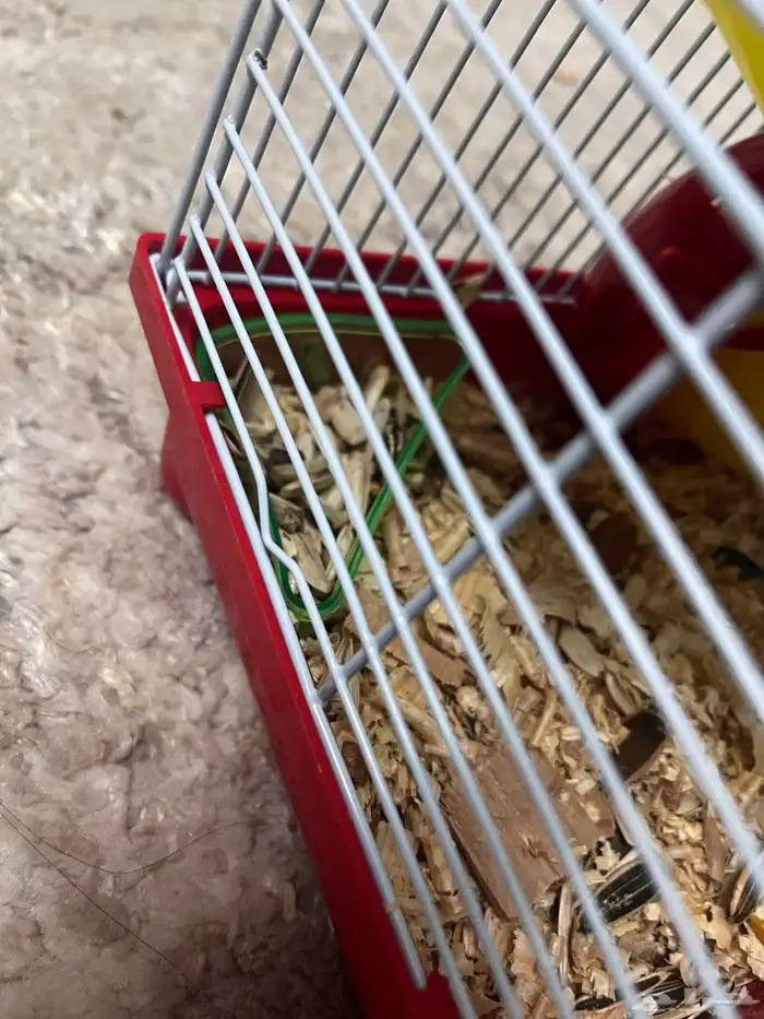 هامستر للبيع واحد صغير 0