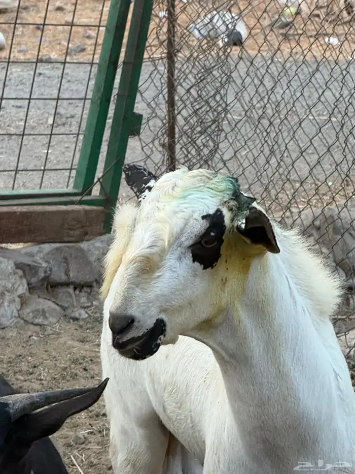 تيس بيشي فحل صنف الصنف 1