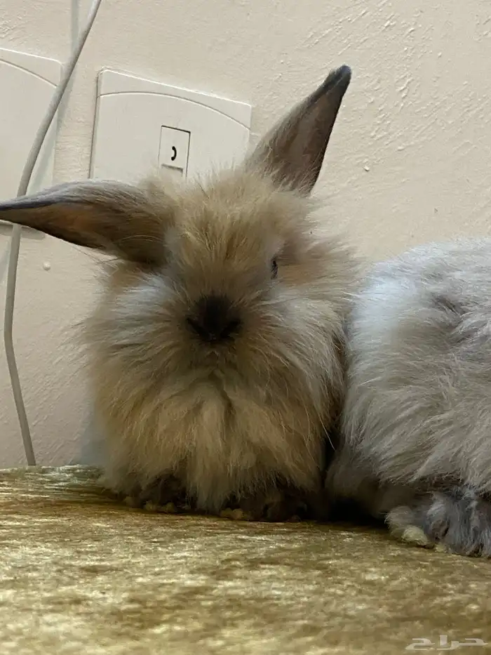 ارنب انقورا اسود مايل للرمادي 2