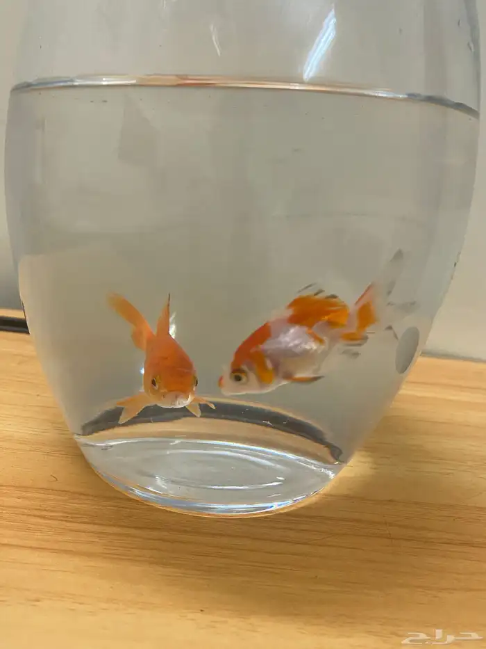 اسماك زينه 0