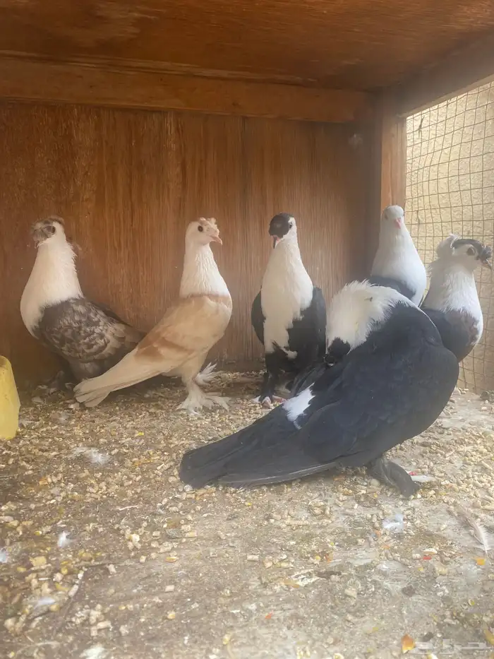 حمام لبناني 2