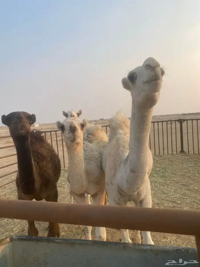 قعدان حشو العدد 6 سوم 4000الخفجي 0