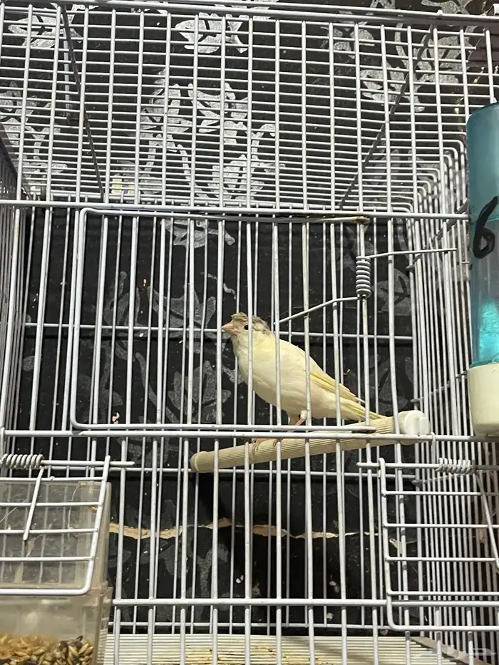 كناري مجموعه ذكور 1