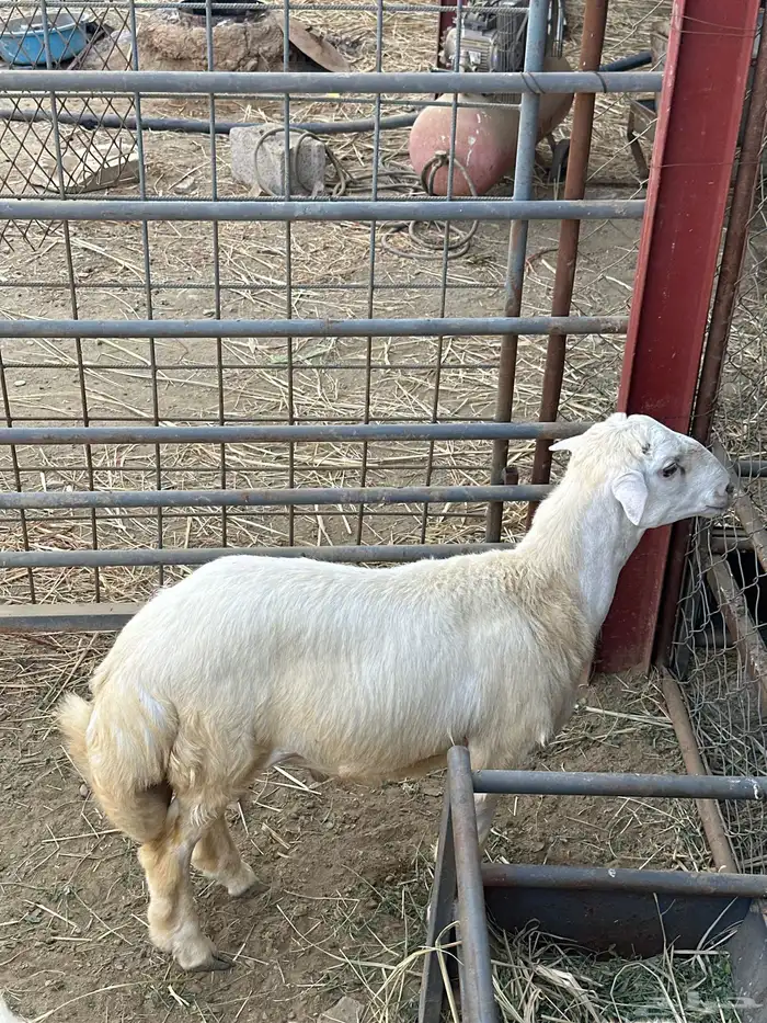 تم للبيع مشروع فحل رفيدي طريق الفطيحه 2