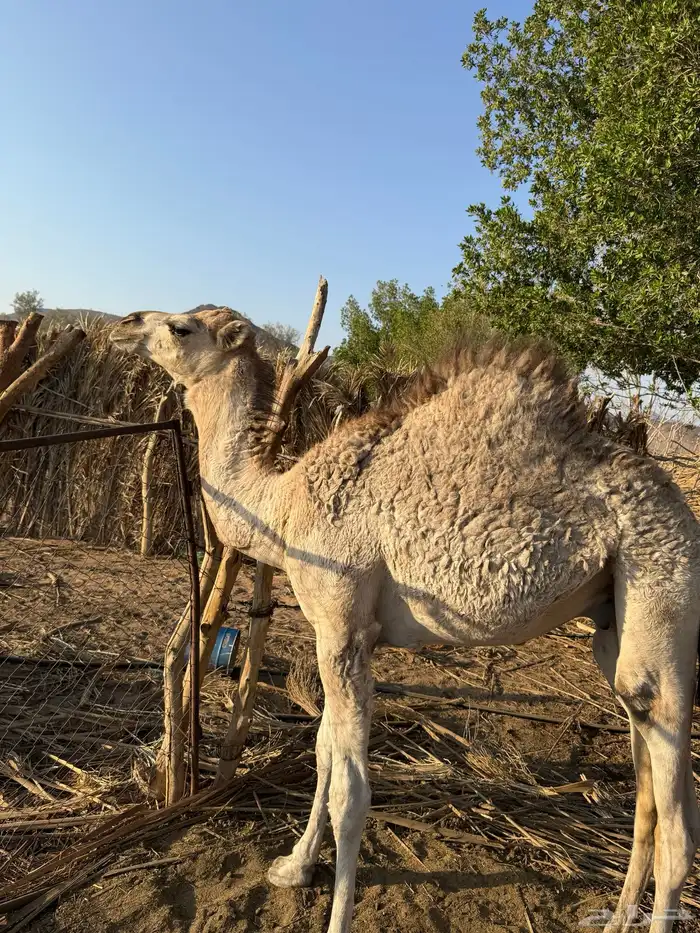 حاشي لباني مقفل شحم 0