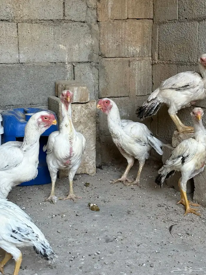 دجاج فارسي حجازي 6