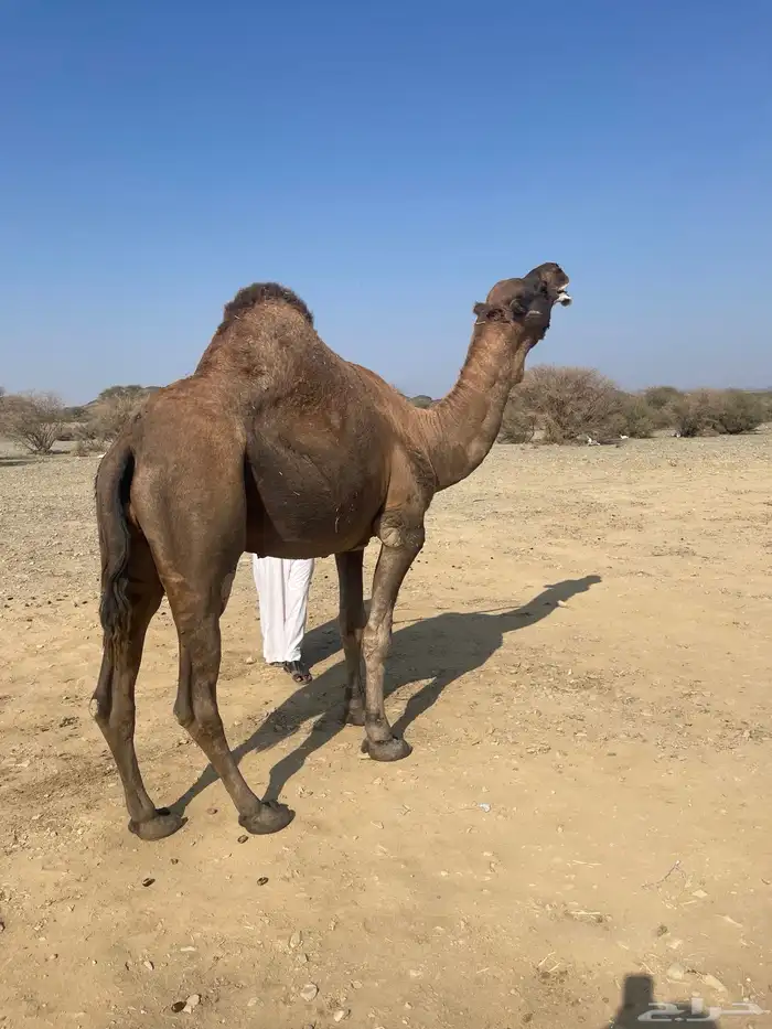 جمل احمر ادهم مشروط 1