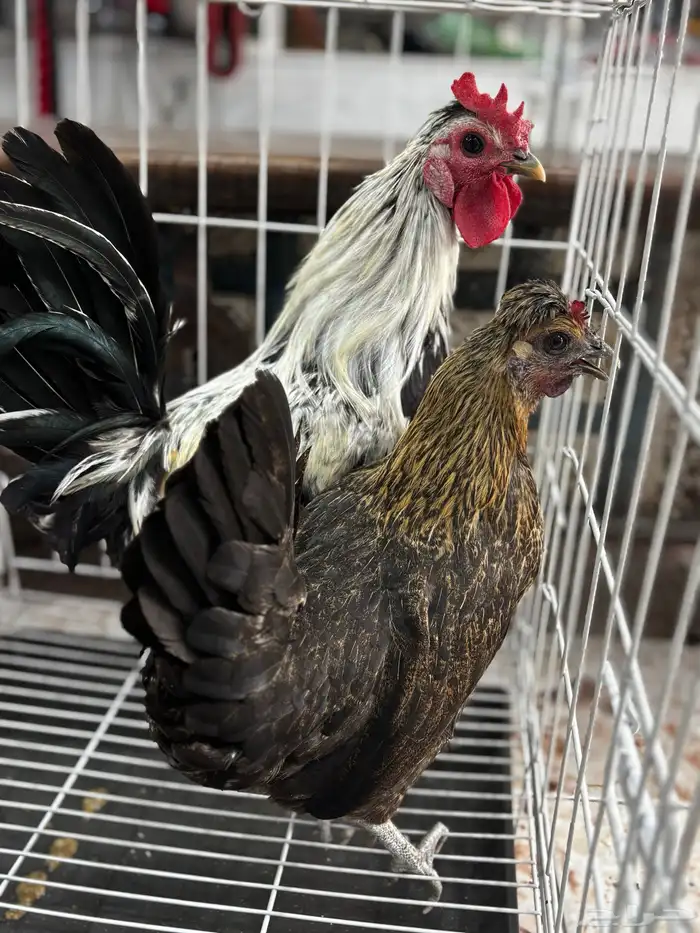 زوج دجاج كويتي من اهل هزاز 4