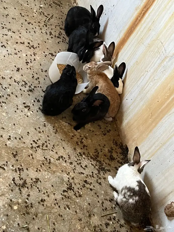 أرانب الحد 25 1