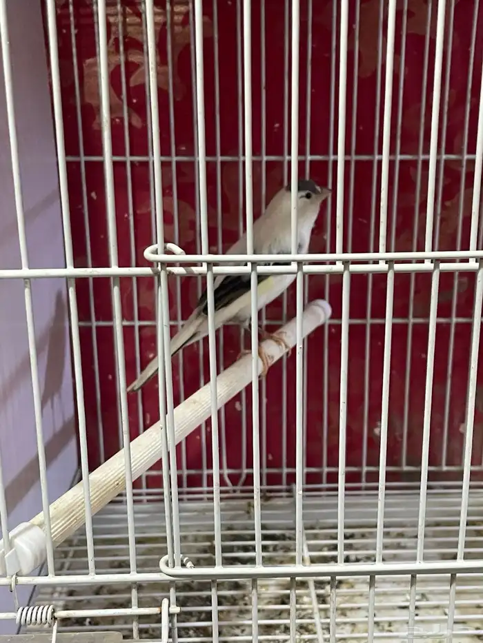 كناري مجموعه ذكور 8