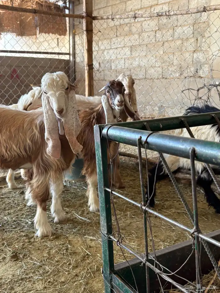 للبيع تيوس انتاج الحلال سمينة وطيبه صلبوخ 1