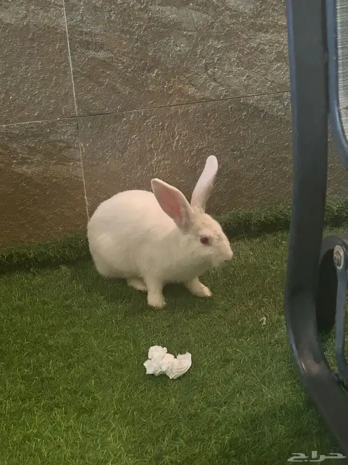 أرنب ابيض  عيون حمر بسعر رمزي اليف 0