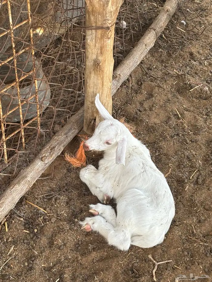 عنز بيشي برصه 1