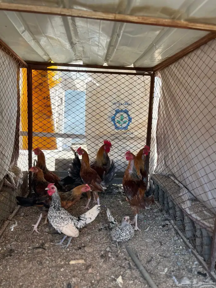 سلام عليكم اعرض لكم في دجاج 17