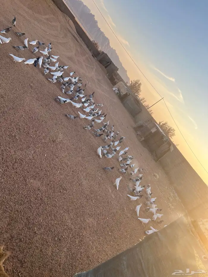 حمام فرنسي للبيع 2