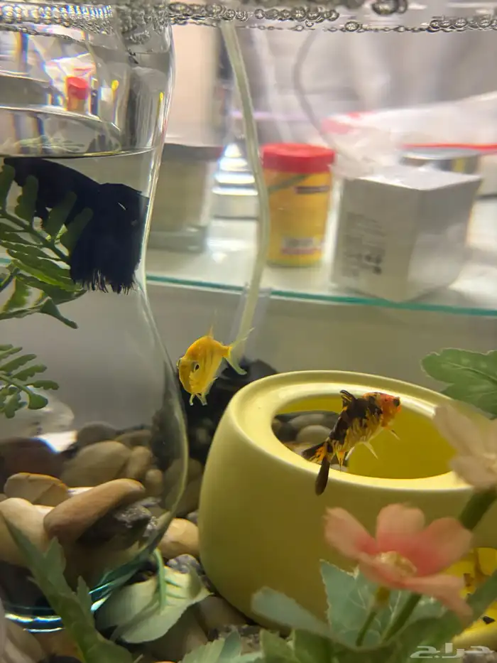 سمك زينه مع الحوض والاكل والمعقم 2