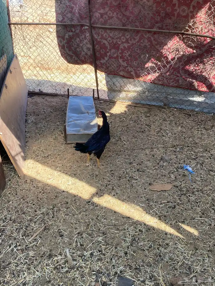 ديك باكستاني مهجن دجاجة بلدية 3