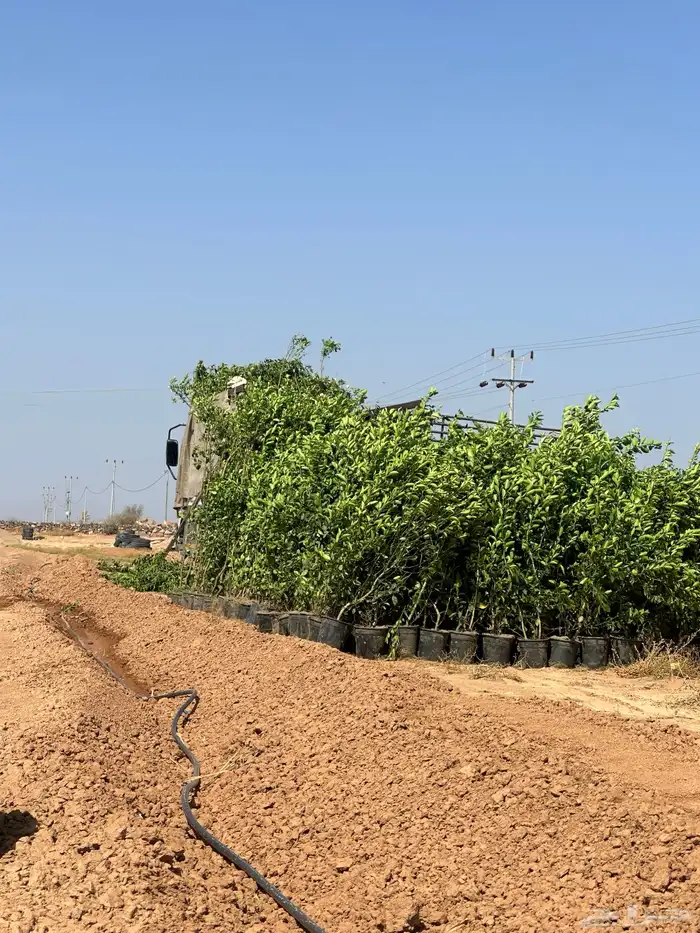 شتلات مانجو وتين رمان 7