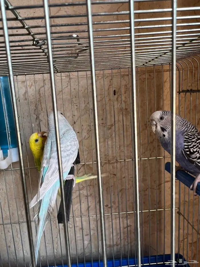 طيور الحب العدد 3 ( 1 ذكر - 2 انثى 1