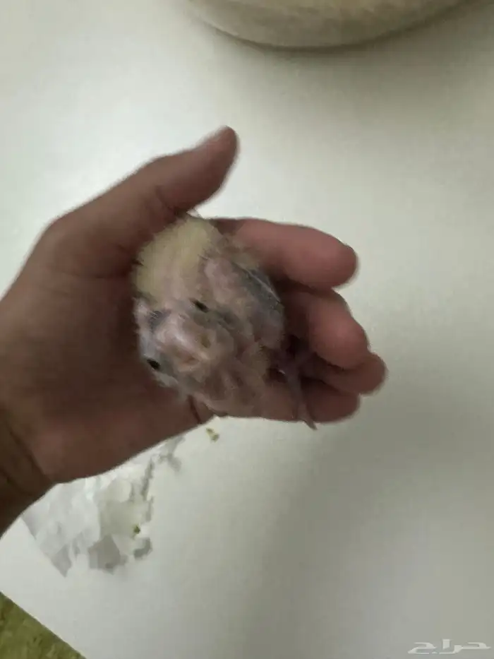 للبيع كروان غر ب 80 تم البيع 1