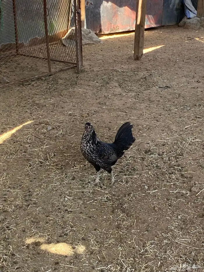 ديك باكستاني مهجن دجاجة بلدية 1