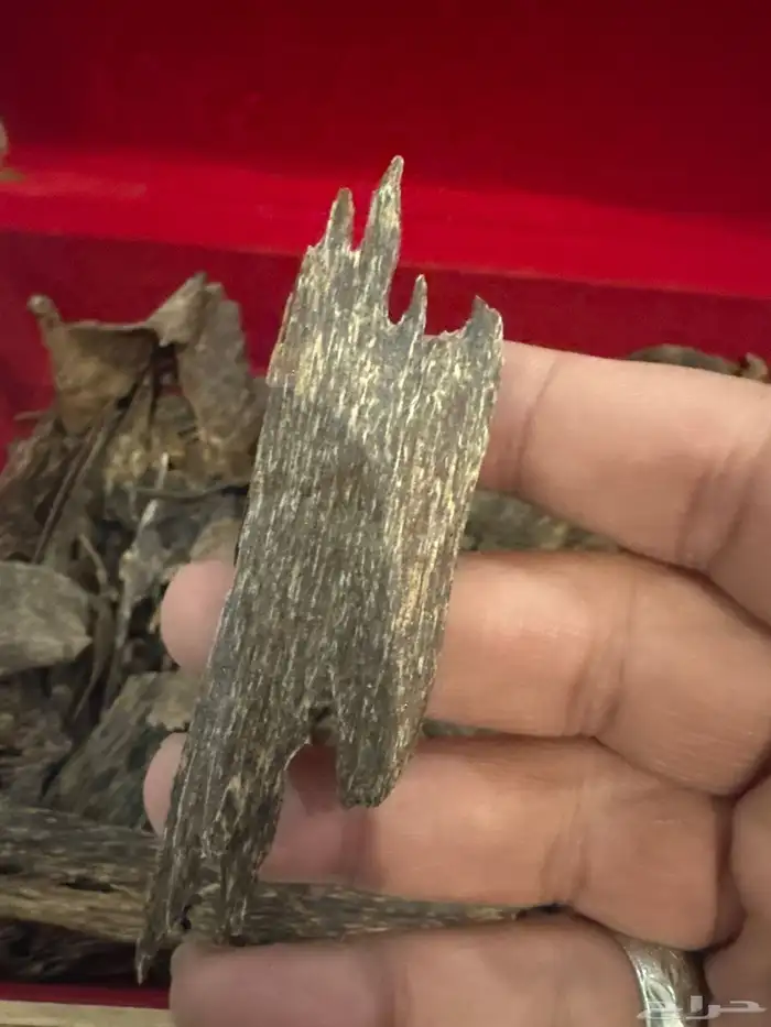 عود كاليمنتان بونتيانك (( غطاس )) اندر ووتر طبيعي 100   100 3