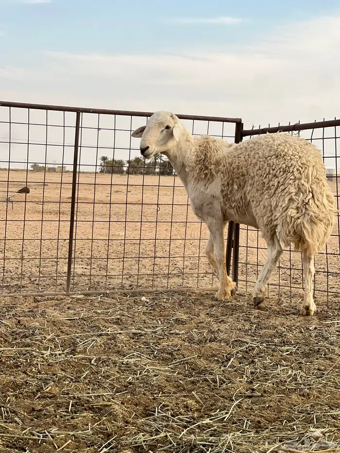 للبيع فحل حري صنف مشروط 2