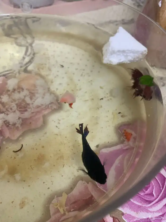 ازواج سمك فايتر منتجة اقبل البدل 2