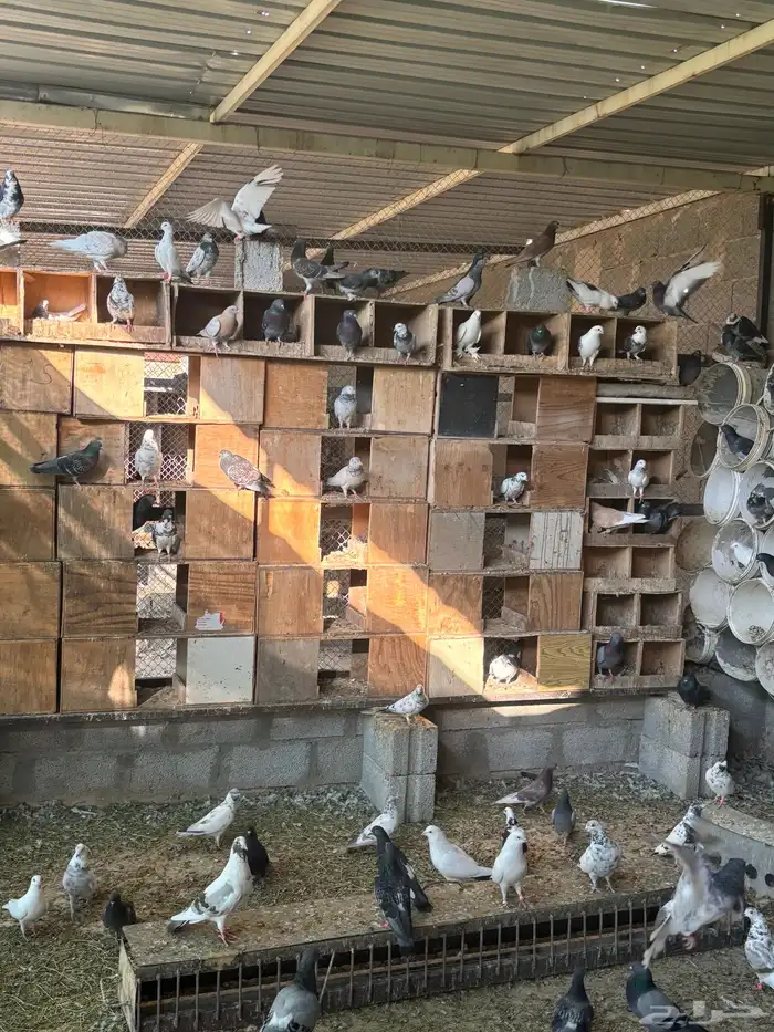 حمام عادي اكثرة فواتح وهندي كلهم عيال بعض 6