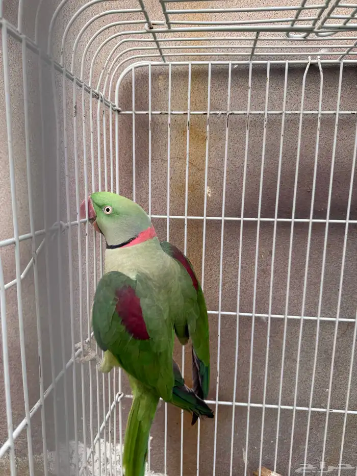 طيور للبيع 5