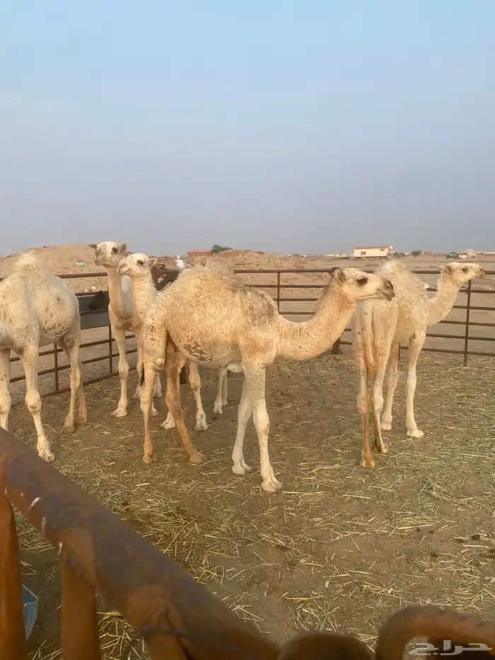 قعدان حشو العدد 6 سوم 4000الخفجي 2