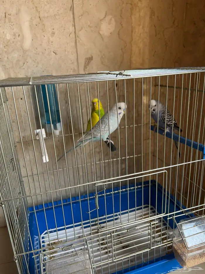 طيور الحب العدد 3 ( 1 ذكر - 2 انثى 0