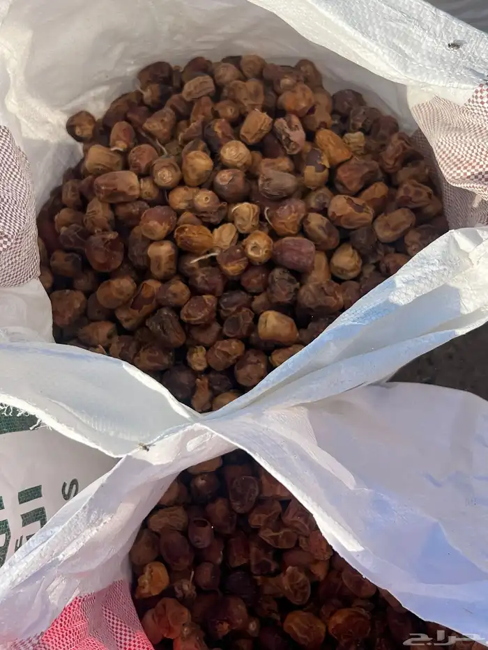 تمر سكري اعلاف 1