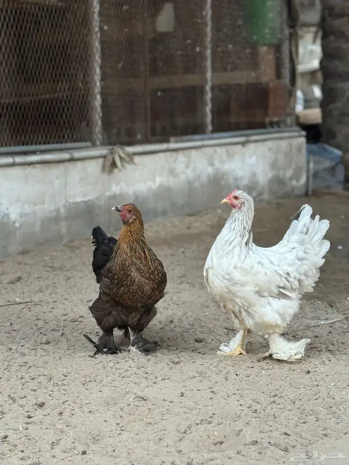للبيع دجاجتين براهما 0