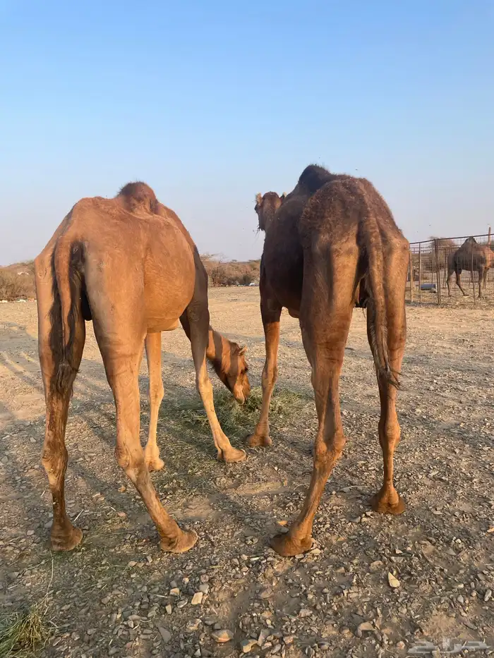 نياق حمر طيبات 4