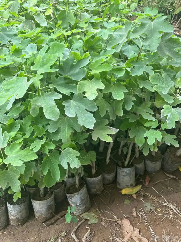 شتلات مانجو وتين رمان 6