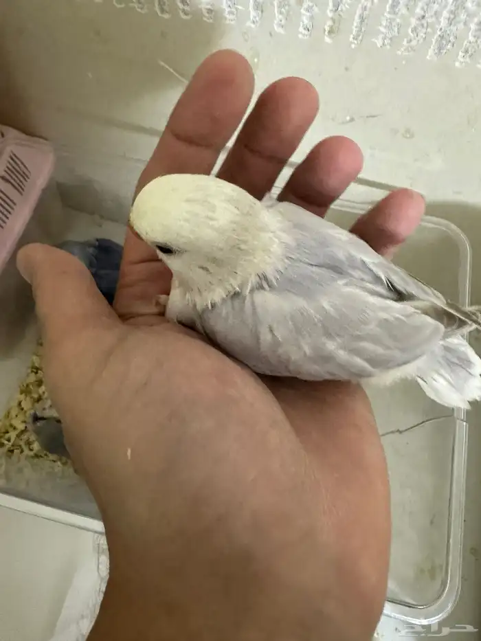 فروخ روز باليد فايلوت هدد قريب 0