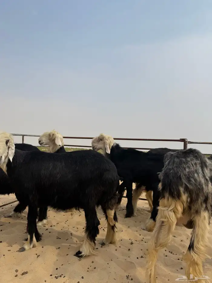 6 غنم نجد بالفحل 6