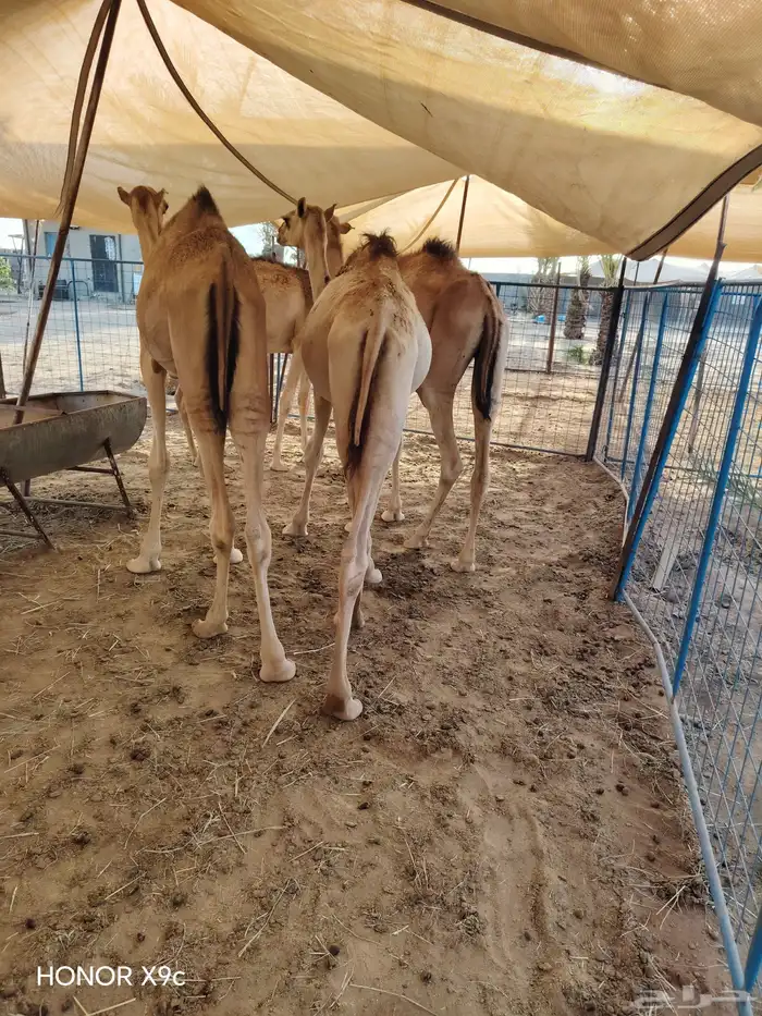 قعدان مفاريد جملة وتفريد 1