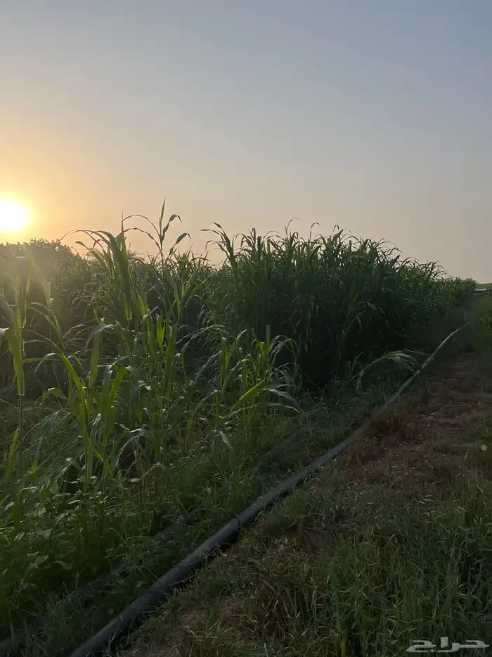 قصب للبيع اخضر 0