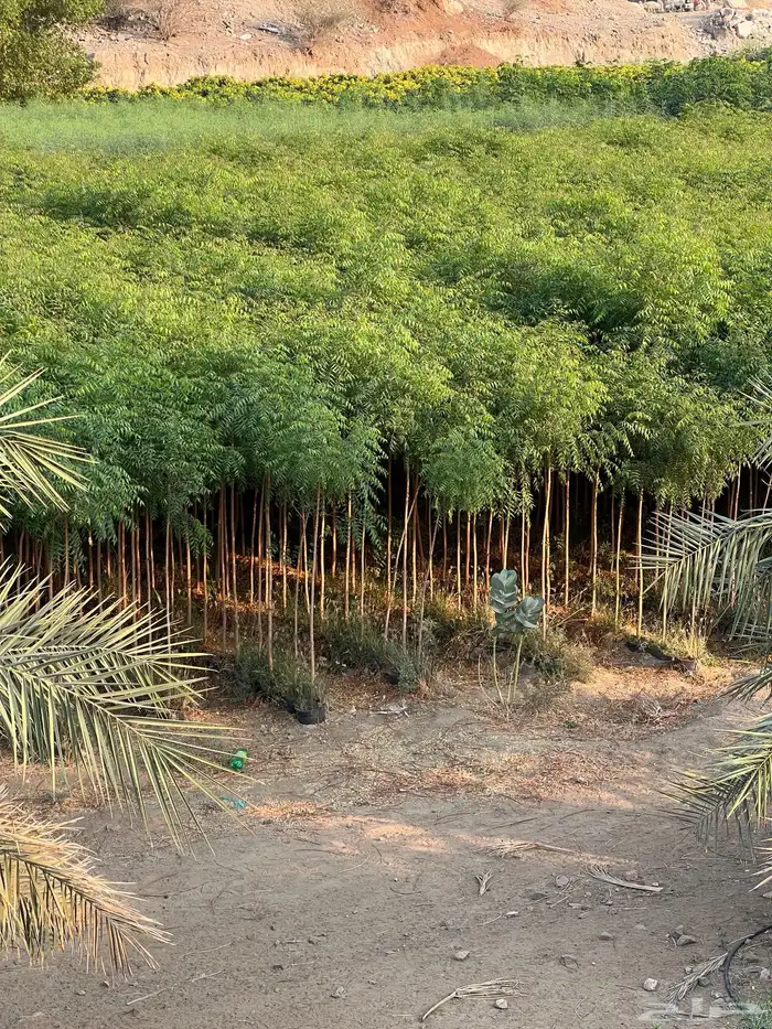 مشتل مؤسسة ميم للتشجير نيم لبخ باركنسونيا اكاسيا 1