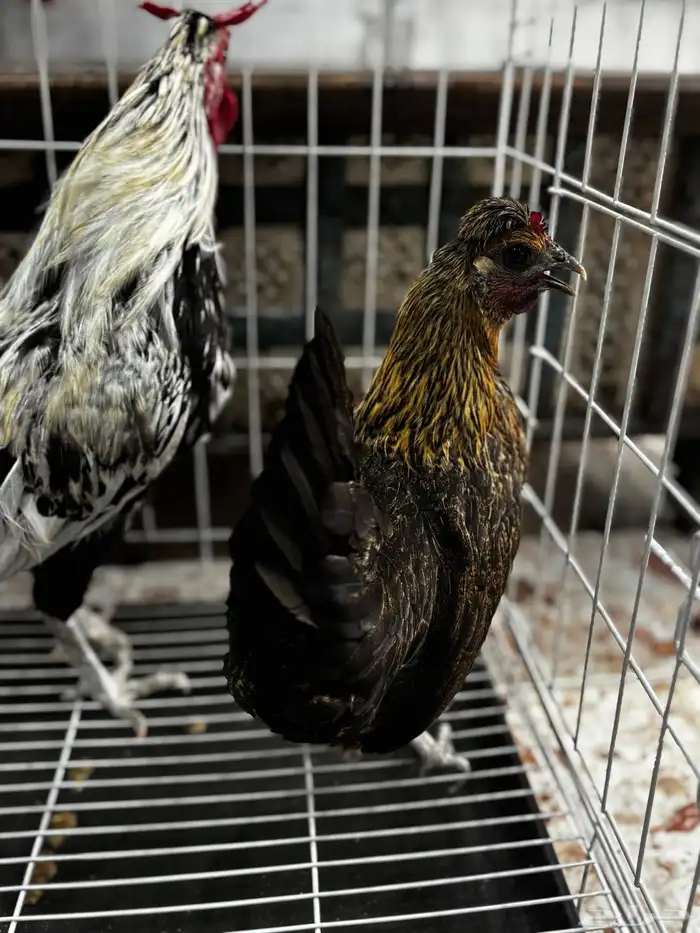 زوج دجاج كويتي من اهل هزاز 1