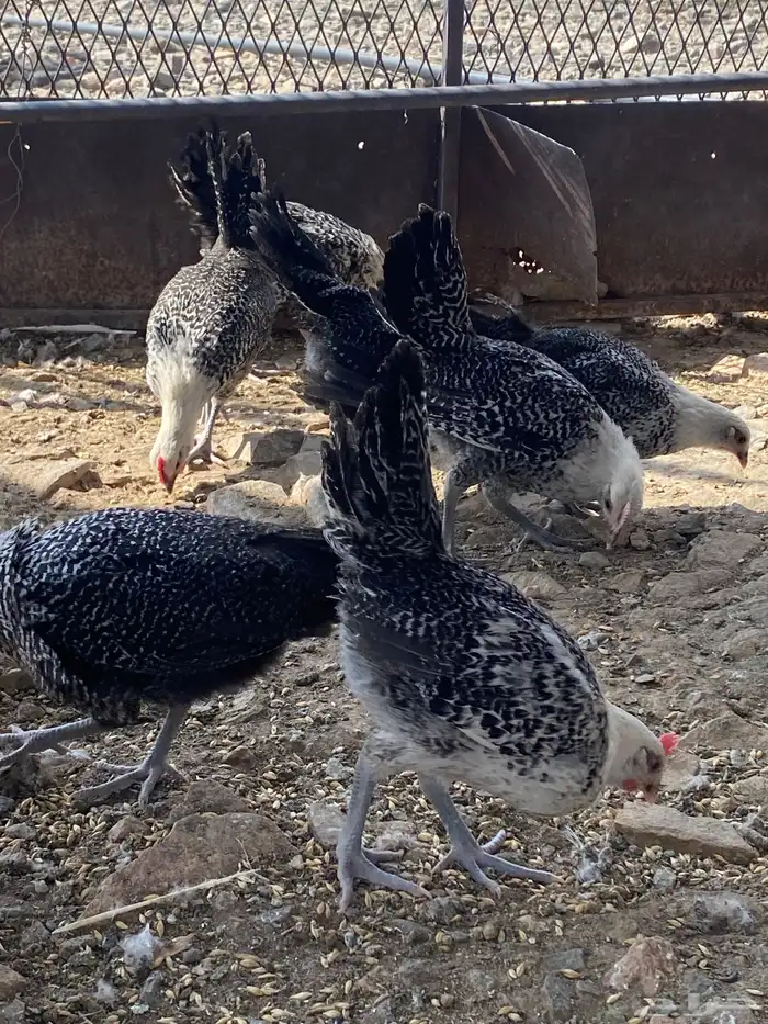 تم البيع الله يباركلك لرعيه 6