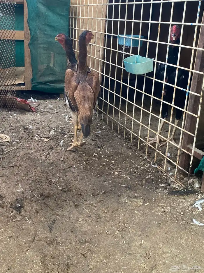 شامو ياباني 2