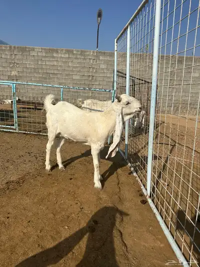 مراح معزا مطورات صنف index