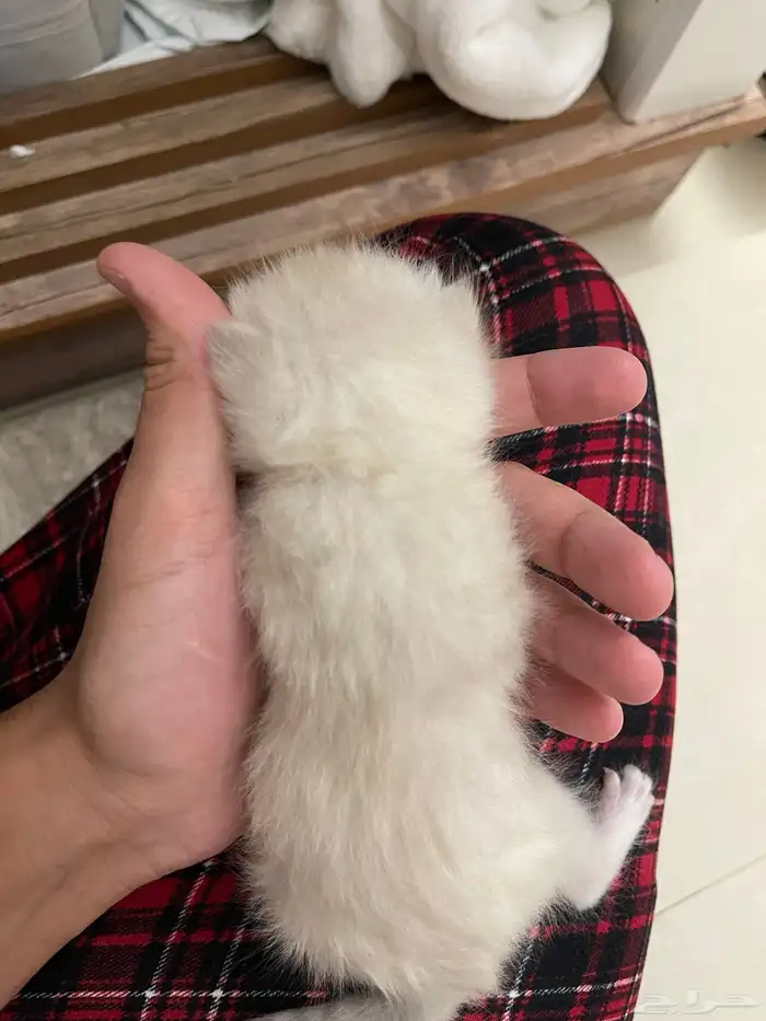 الرياض حي المونسية 7